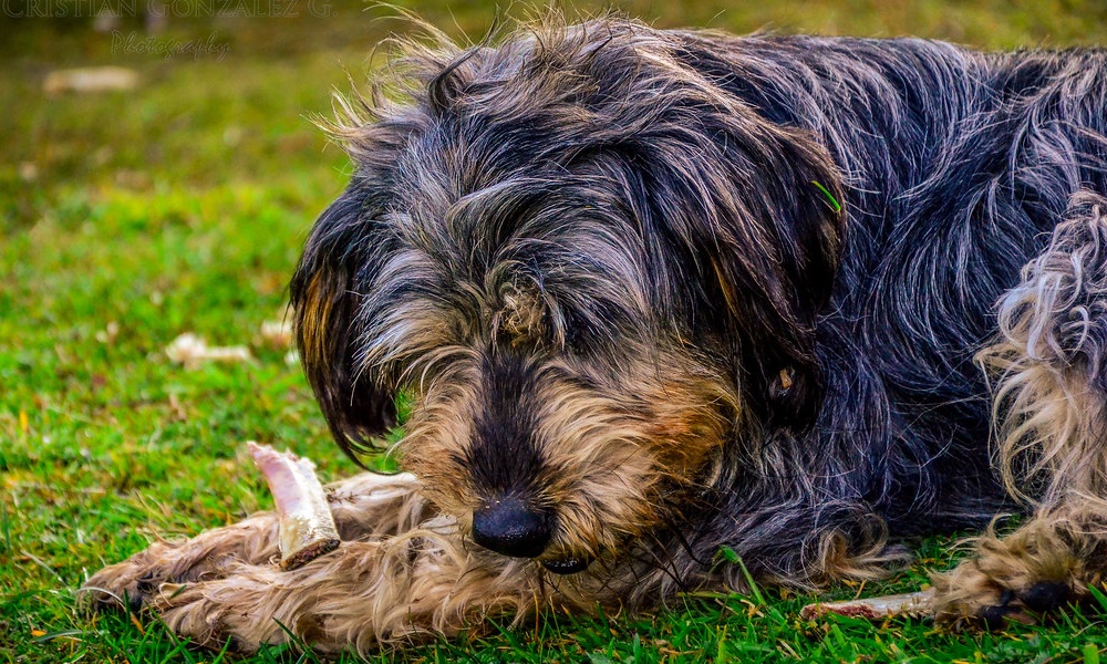 Dangers for your dog